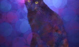 黒猫201701
